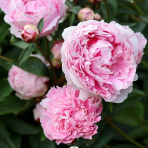 Pivónia  bylinná (Paeonia lactiflora) ´SARAH BERNARDT´, kont. C1L